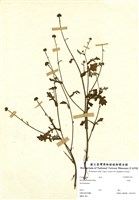 藏品(矮菊)的圖片